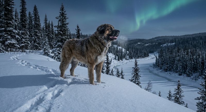 Structuring the analytical essay